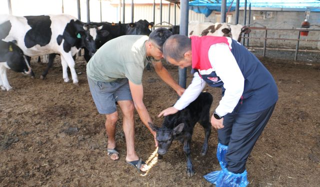 Hayvancılıkta Doğu Anadolu’nun Şahlanışı: 92 Milyonluk Dev Destek