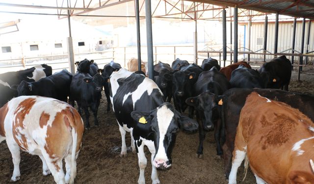 Hayvan ticaretinde dolandırıcılık: 4 tutuklu