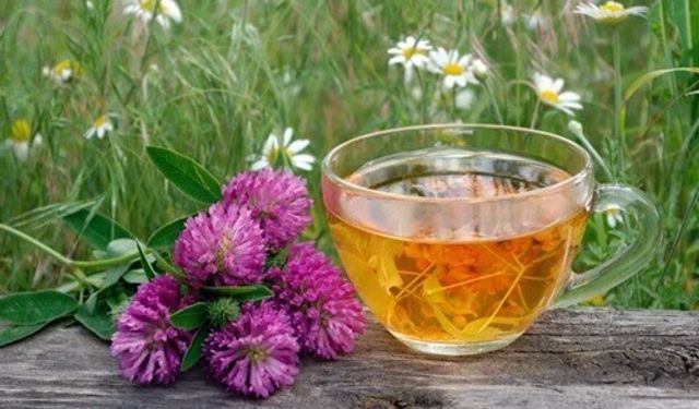 Ekinezya Çayı Faydaları Nelerdir? Ne İşe Yarar?