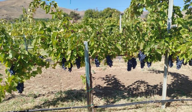 Karataş, Ar-Ge Çalışmalarını Yerinde İnceledi