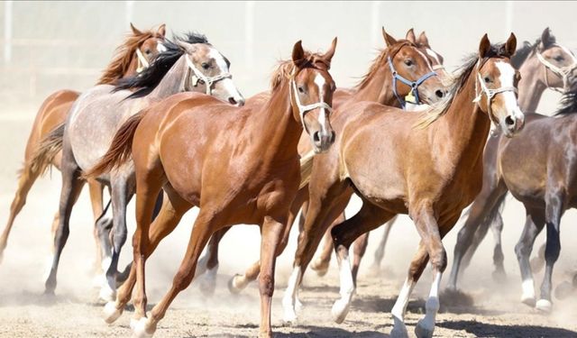TİGEM 15 safkan elit Arap koşu tayı satacak