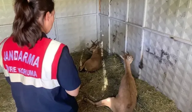 Doğaseverlerin dikkati hayatı kurtardı