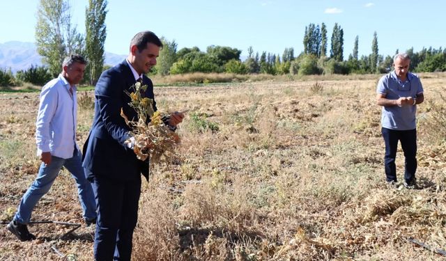 Erzincan'da Enstitü hasada başladı, verim memnun etti...