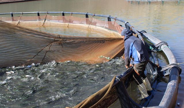 Tercan'ın denizi yok balığı çok...