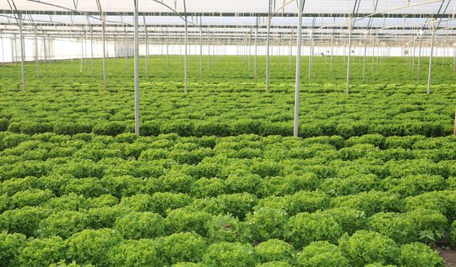 Erzincan'da 110 bin adet üretti ve bölgenin dört bir yanına gönderiyor..