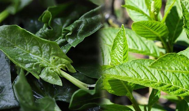 11 kişi zehirlendi. Bu otları sakın yemeyin