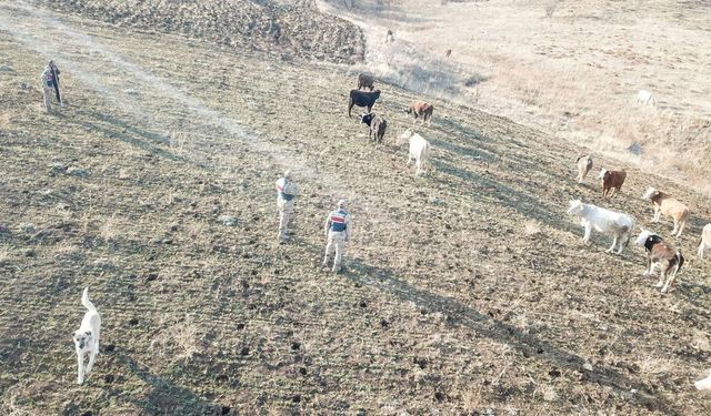 Erzincan Jandarma’sından Örnek Çalışma: Kayıp Sürü Kısa Sürede Bulundu