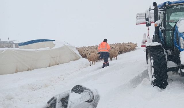 Kar yağışı bölgede etkili oldu: 8 Koyun Telef Oldu
