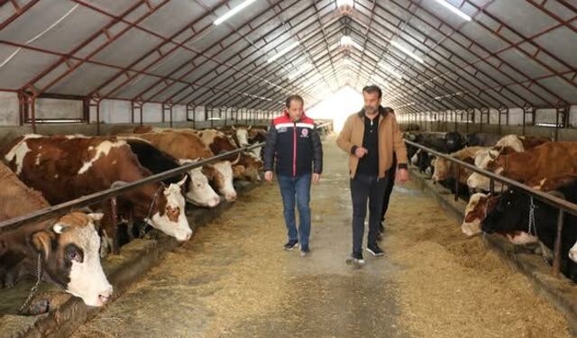 Erzincan’da modern hayvancılığa yakın markaj