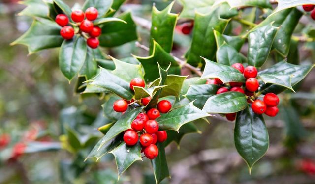 Alanı ev sahibi yapan çiçek gündemde