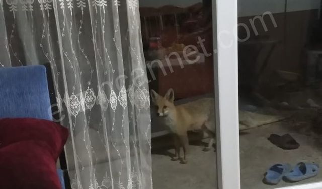 Erzincan'da Soğuk Kış Yaban Hayatını Zorluyor: Tilkiler Köylere İndi