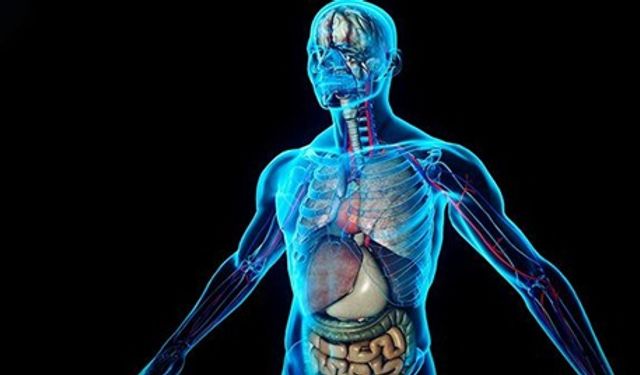 Vücudumuz Sandığımızdan Daha Garip: Bilimsel 15 Şaşırtıcı Gerçek