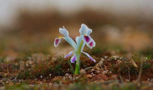 Kar, don, fırtına... Erzincan'a Cemre ne zaman düşecek?