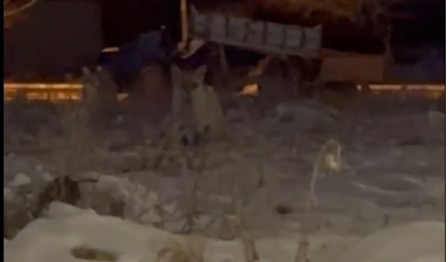 Erzincan merkezinde vahşi misafir