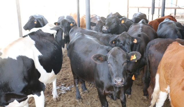 Erzincanlı Besicilerin Dikkatine: Başvuru Listeleri Askıya Çıktı!