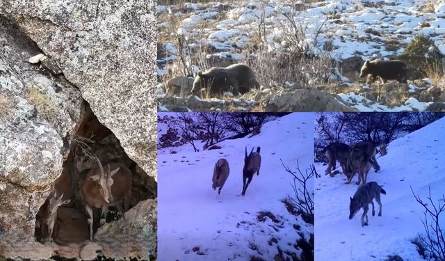 Erzincan DKMP Müdürlüğü Acente Kotaları Satışı