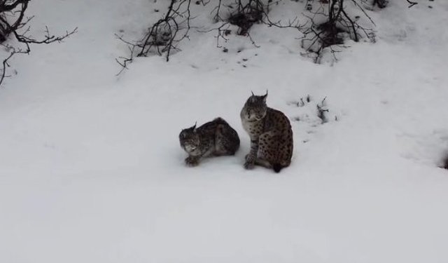 4 Yıla Kadar Cezası Olan Vaşak Erzincan’da Görüntülendi