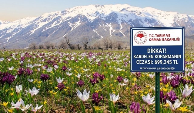 Erzincan'da kardelen zamanı başlıyor: Koparmanın cezası bir servet!