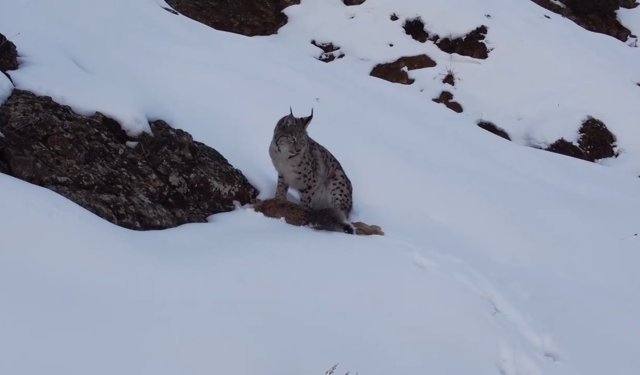 Nesli Tehlike Altındaki Vaşak Erzincan’da Avlanırken Görüntülendi