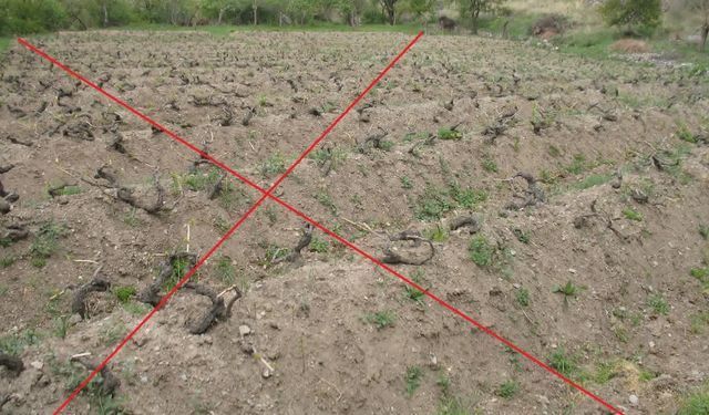 Erzincan'da Toprak Gübreleme Nasıl Olmalı? Bu Hataları Yapmayın...