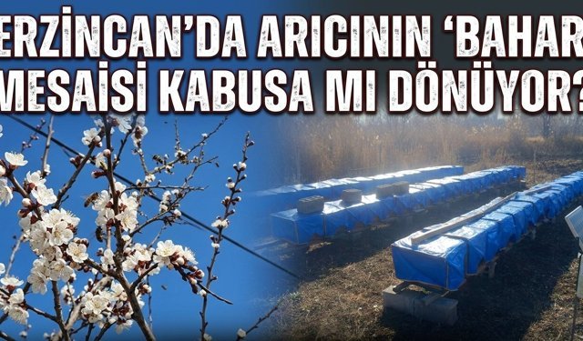 Erzincan’da Arıcının ‘Bahar’ Mesaisi Kabusa Mı Dönüyor?