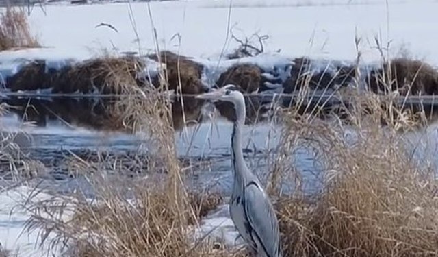 Sulak alanların zarif sakini Erzincan’da görüntülendi