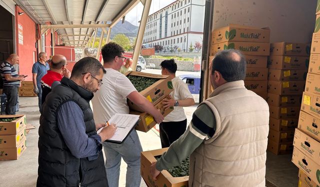 Çiftçilere 374 Bin Adet Fide Dağıtıldı
