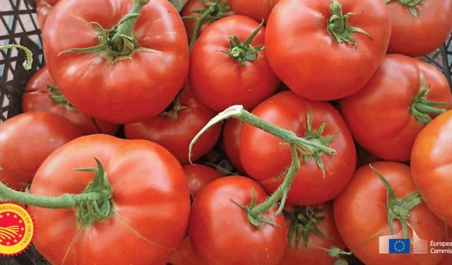 Dünyanın en iyi 10 domatesi arasında bir Türk domatesi var