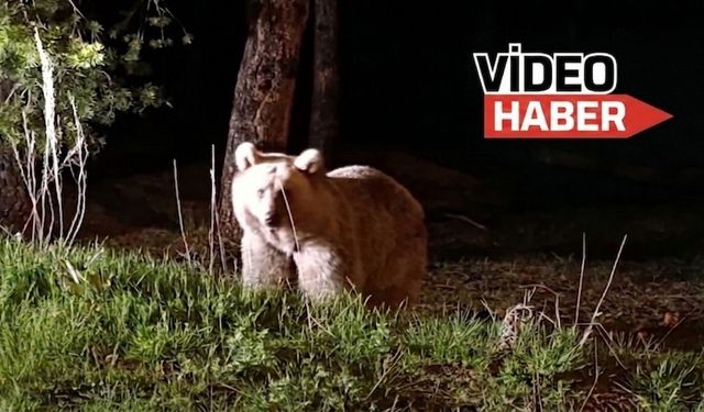 Erzincan’da korkutan yakınlaşma...