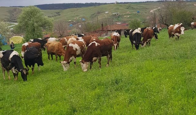 Erzincanlı Yetiştiricileri Yakından İlgilendiren Karar... Sorun Çözüldü...