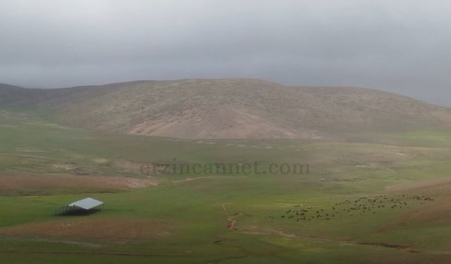 Erzincan’da 2400 Rakımda Hayvan Refahı İçin Örnek Çalışma