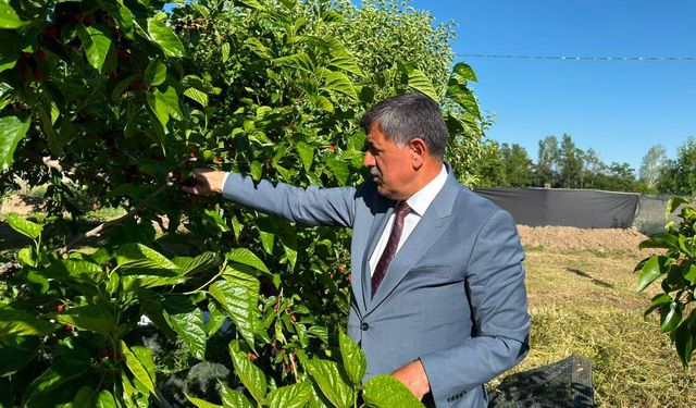 Erzincan'da dut bereketiyle geldi...Başkan Aksun hasada katıldı...