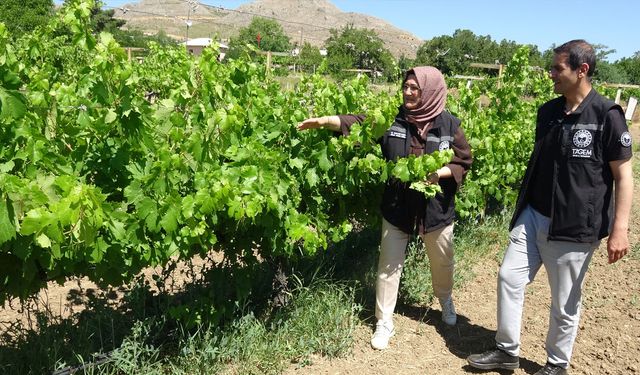 Erzincan’da Çiftçiler İçin Yeni Bir Ekonomik Gelir Kapısı Tanıtıldı
