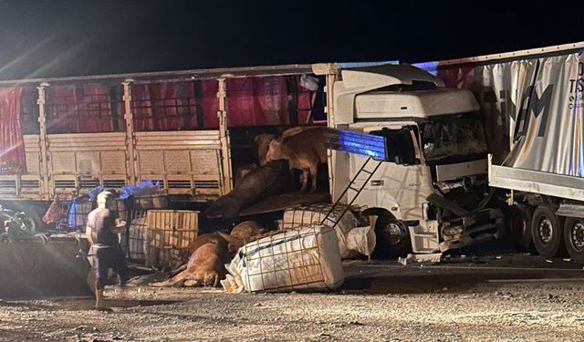 Erzincan'da Feci Kaza!Tırdaki Hayvanlar Can Verdi