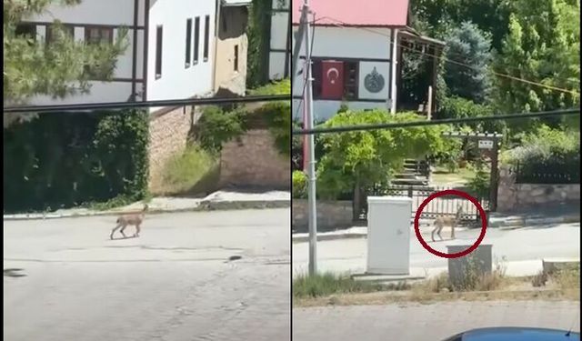 Erzincan'da Doğanın Güzel Mesajı:  Artık Sokaklarda...