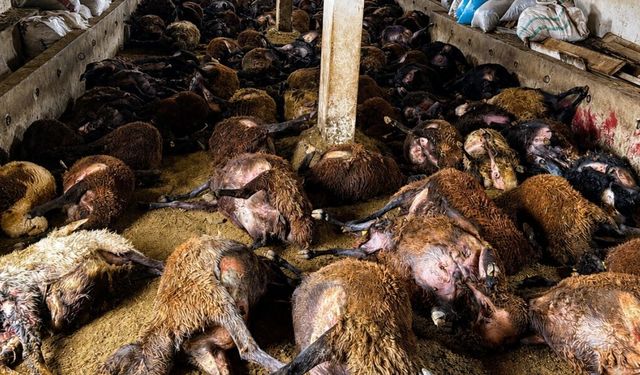 Erzincan’da Ahır Baskını! Ayının Saldırısı 143 Koyun Telef Oldu