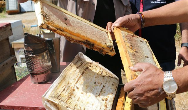 Erzincan'dan Türkiye'nin Dört Bir Yanına: Bal Hasadı Başladı