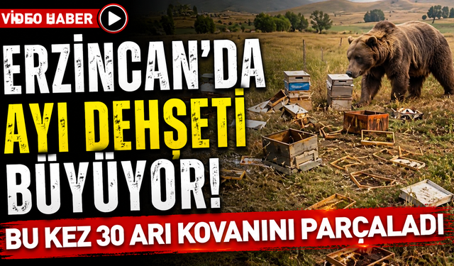 Erzincan’da Ayı Dehşeti Büyüyor! Bu Kez 30 Arı Kovanını Parçaladı
