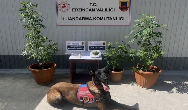 Erzincan’da Jandarma Sahada! 1 Ayda 445 Kişi Yakalandı...
