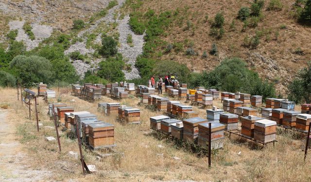 Erzincan’da Arıcılık Desteklemesi Takvimi Güncellendi!