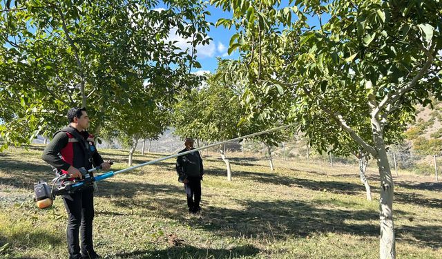 Erzincan'da 35 Bin Ceviz Ağacıyla Ekonomiye Katkı!
