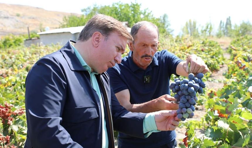 Erzincan'ın Siyah Altını: Cimin Üzümü Neden Dünyada Taklit Edilemiyor?