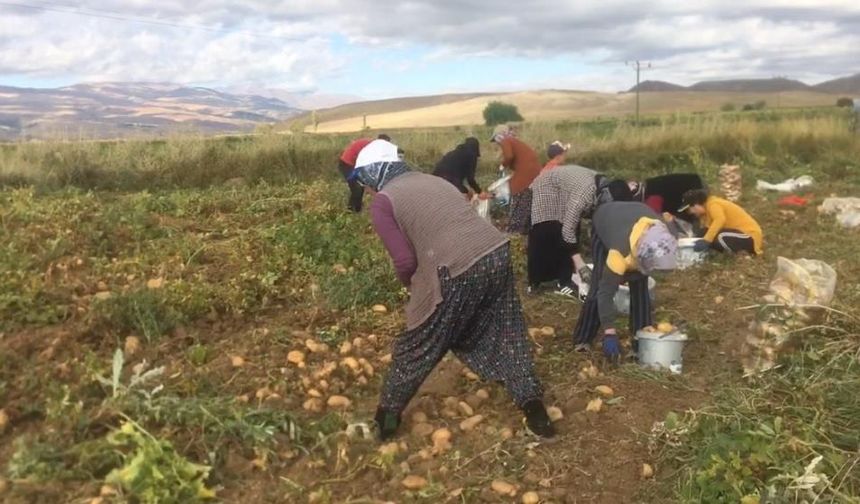 Erzincan’da patatesler toplanmaya başlandı
