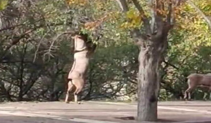 Nesli tükenme tehlikesi altındaki hayvanlar şehre indi