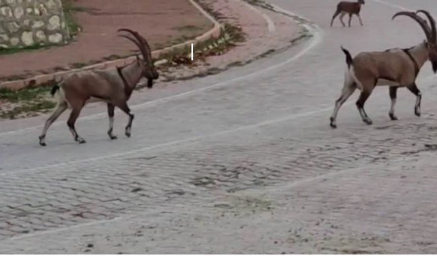 Tunceli yaban keçilerinin uğrak yeri  haline geldi!
