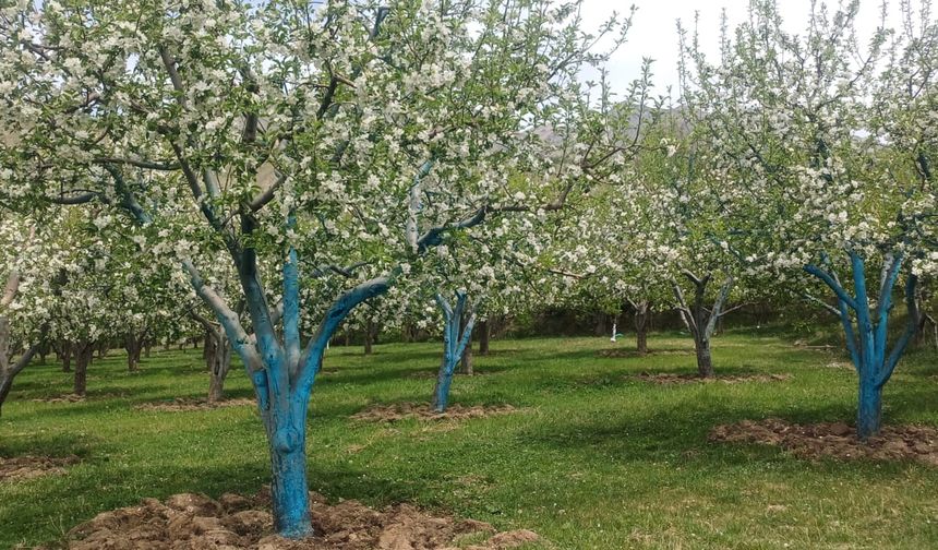 Erzincan’da çiçek açan meyve ağaçları görsel şölen oluşturdu