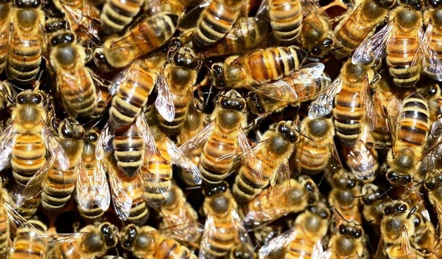 Arı sokmalarına iyi gelecek doğal yöntemler nelerdir?