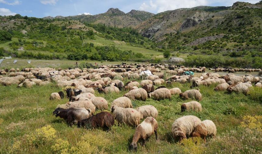 Binlerce koyun yaylalarına doğru yola çıkarıldı
