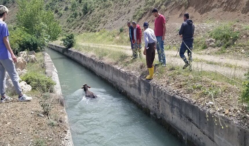 Erzincan’da kanala düşen dana korkulu anlar yaşattı