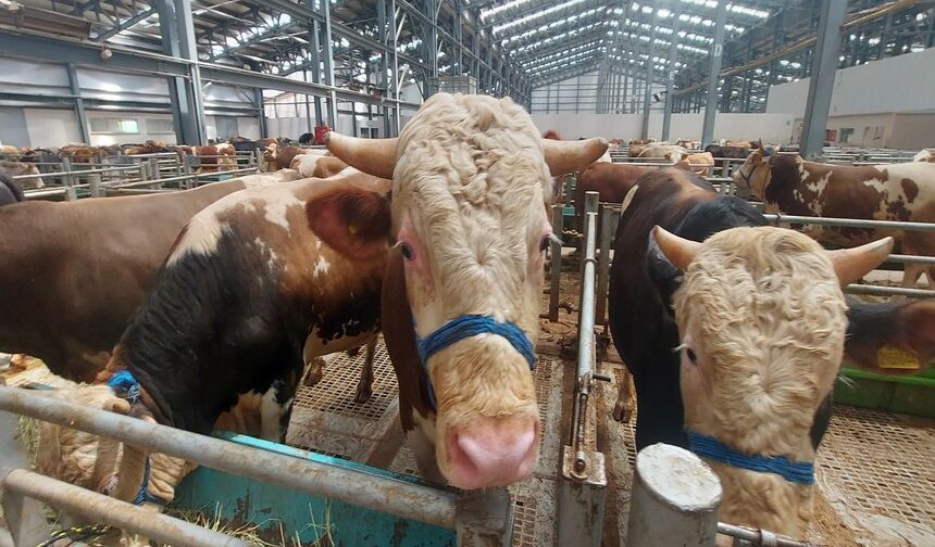 Erzincan’da bayram öncesi kurbanlık fiyatları kızıştı